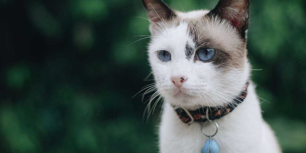 découvrez notre sélection de colliers pour chats alliant style, confort et sécurité. offrez à votre félin un accessoire tendance tout en assurant sa sécurité grâce à nos modèles ajustables et réfléchissants.