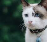 découvrez notre sélection de colliers pour chats alliant style, confort et sécurité. offrez à votre félin un accessoire tendance tout en assurant sa sécurité grâce à nos modèles ajustables et réfléchissants.