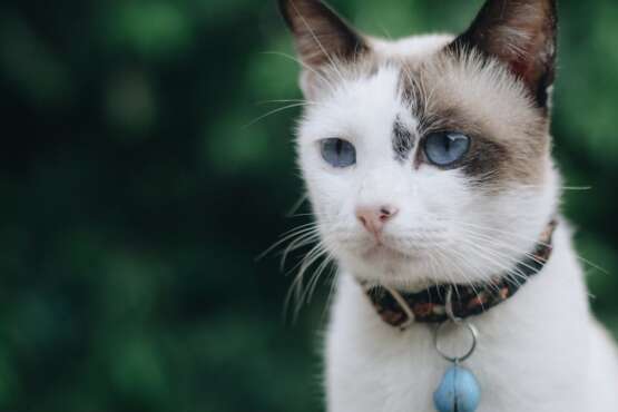 découvrez notre sélection de colliers pour chats alliant style, confort et sécurité. offrez à votre félin un accessoire tendance tout en assurant sa sécurité grâce à nos modèles ajustables et réfléchissants.