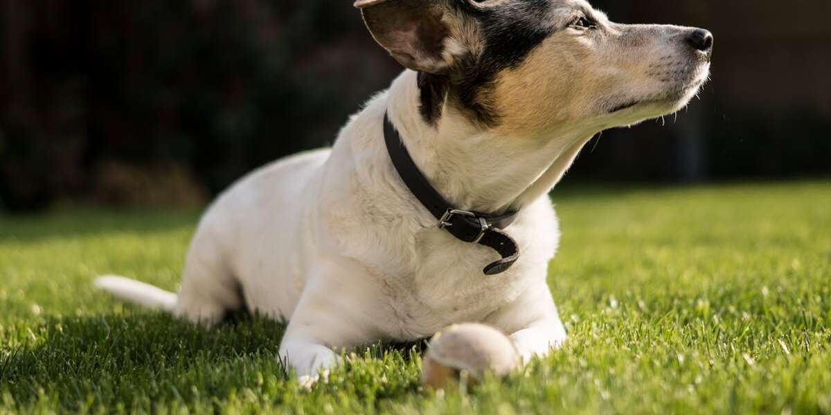 découvrez notre vaste sélection de collars pour chiens, alliant confort et style. offrez à votre fidèle compagnon un collier de qualité qui reflète sa personnalité et assure sa sécurité. idéal pour toutes les tailles et races, nos collars sont conçus pour répondre à vos besoins et ceux de votre chien.