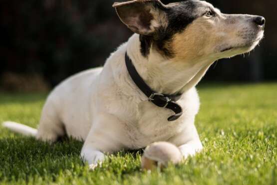 découvrez notre vaste sélection de collars pour chiens, alliant confort et style. offrez à votre fidèle compagnon un collier de qualité qui reflète sa personnalité et assure sa sécurité. idéal pour toutes les tailles et races, nos collars sont conçus pour répondre à vos besoins et ceux de votre chien.