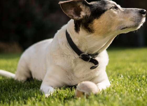 découvrez notre vaste sélection de collars pour chiens, alliant confort et style. offrez à votre fidèle compagnon un collier de qualité qui reflète sa personnalité et assure sa sécurité. idéal pour toutes les tailles et races, nos collars sont conçus pour répondre à vos besoins et ceux de votre chien.