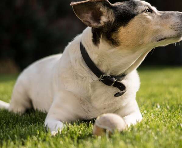 découvrez notre vaste sélection de collars pour chiens, alliant confort et style. offrez à votre fidèle compagnon un collier de qualité qui reflète sa personnalité et assure sa sécurité. idéal pour toutes les tailles et races, nos collars sont conçus pour répondre à vos besoins et ceux de votre chien.