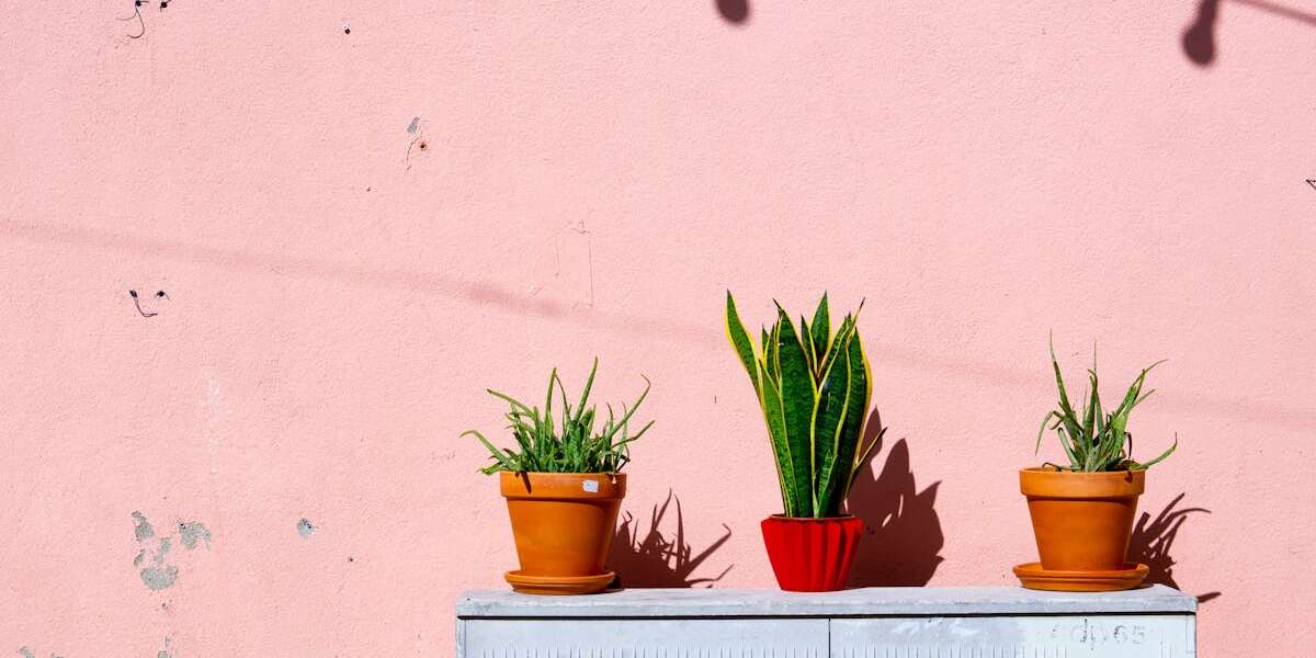 découvrez l'univers chaleureux et intemporel de la terracotta. idéale pour la décoration intérieure et extérieure, la terracotta apporte une touche rustique et élégante à votre espace. explorez nos conseils, inspirations et tendances pour intégrer ce matériau naturel dans votre décoration.