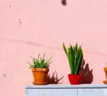 découvrez l'univers chaleureux et intemporel de la terracotta. idéale pour la décoration intérieure et extérieure, la terracotta apporte une touche rustique et élégante à votre espace. explorez nos conseils, inspirations et tendances pour intégrer ce matériau naturel dans votre décoration.